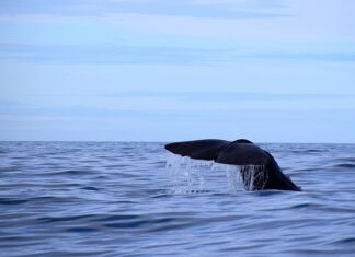 Jaką grubość krokwi na wiatę?