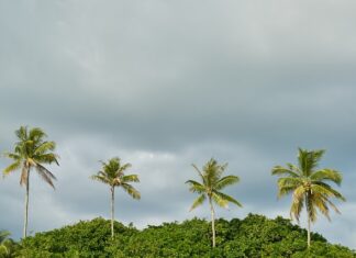 Co posadzić przy placu zabaw?