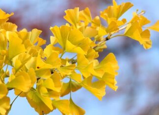 Czy można podłączyć wentylator do kratki wentylacyjnej w bloku?