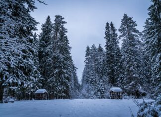 Jakie kantówki do budowy altany?