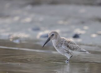 Czy pod niski brodzik kładzie się płytki?